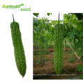 High yeild Asian China  hybrid F1 green bitter gourd seeds for sale